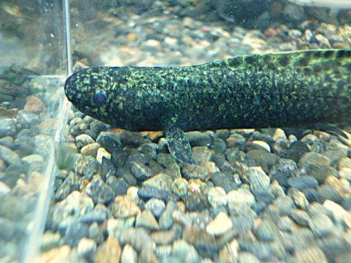 ネオケラトドゥス　フォルステリー