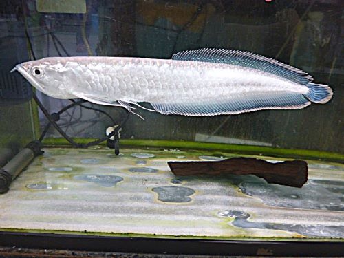 プラチナブラックアロワナ約３２ｃｍ　２０２６年９月１４日入荷