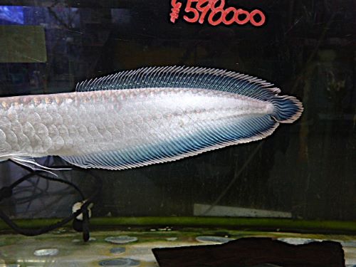 ブラックアロワナ