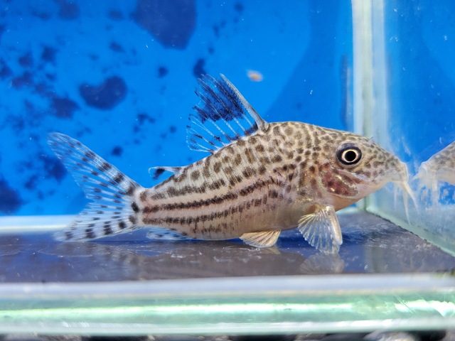 コリドラス　イズブリュッケリー
