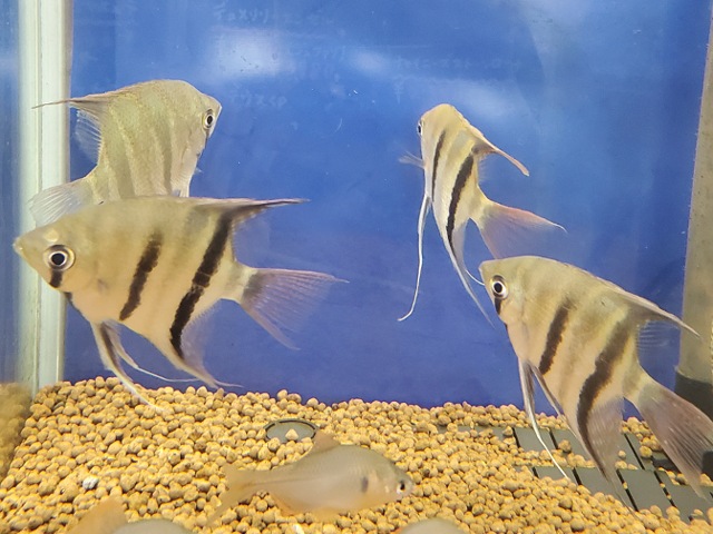 ドゥメリリィエンゼル