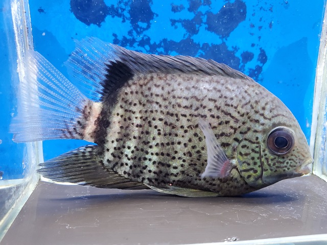 ヘロス　エファシアータス