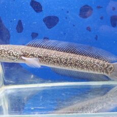 コウタイ　ダイヤモンドスター　大特価！！