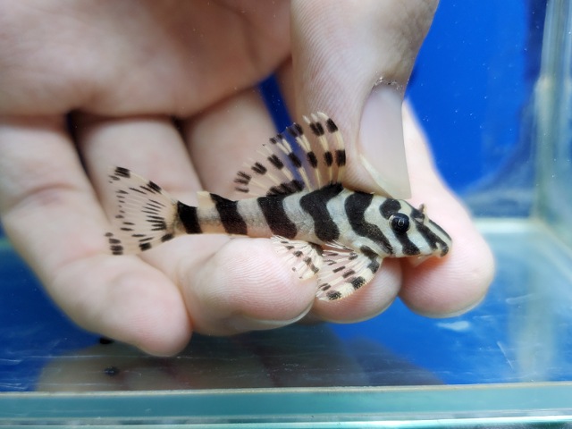 クイーンインペリアルタイガープレコ