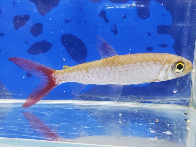 ピンクテールカラシン