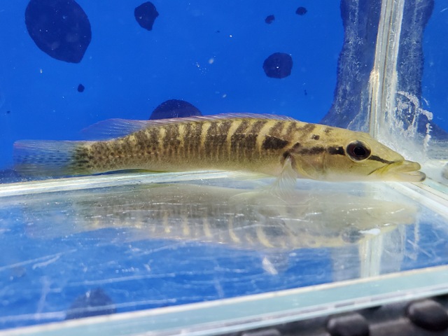 クレニキクラ　テンディバガッス