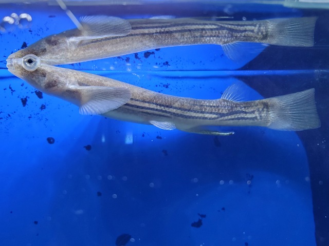 ヨツメウオ