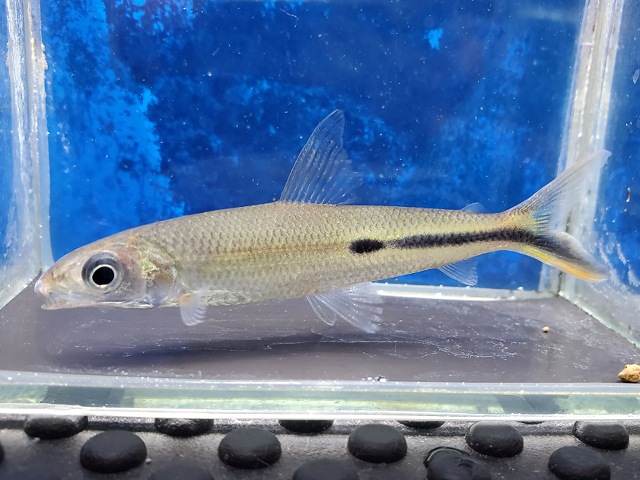レッドテールヘミオダス