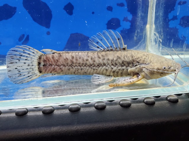カリクティスカリクティス