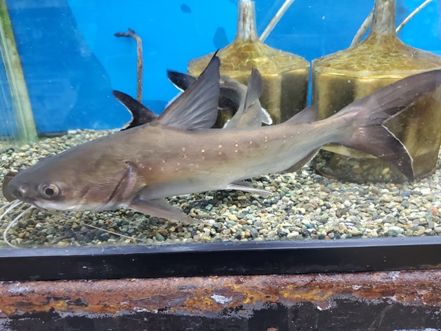 パプアンサーモンキャット