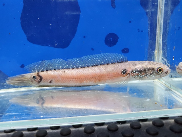 コウタイ　エクストリームレッド