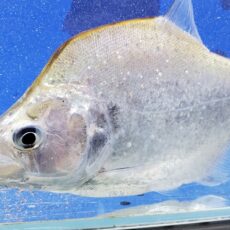 ラインノーズピラニア　大特価！！