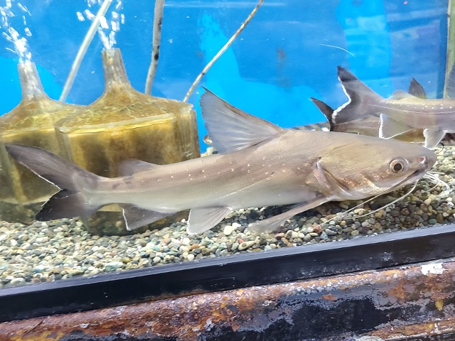 パプアンサーモンキャット