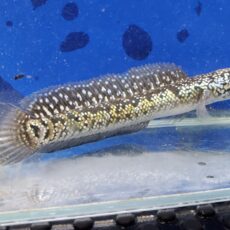 コウタイ　ジュエル　大特価！！