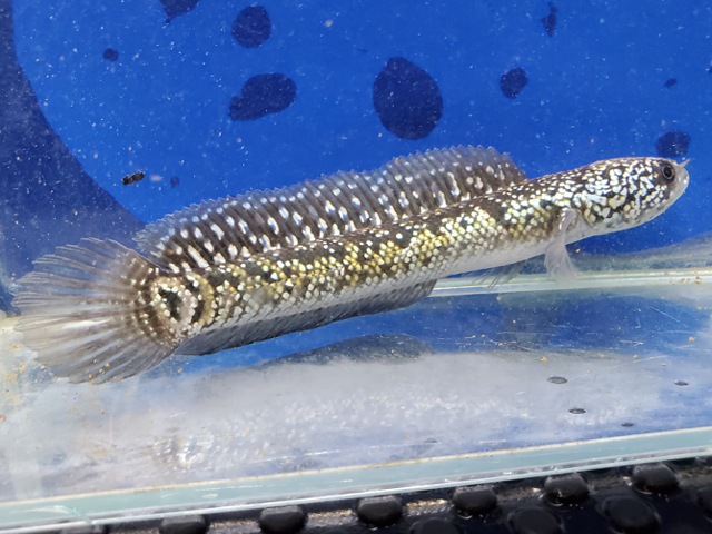 コウタイ　ジュエル　大特価！！