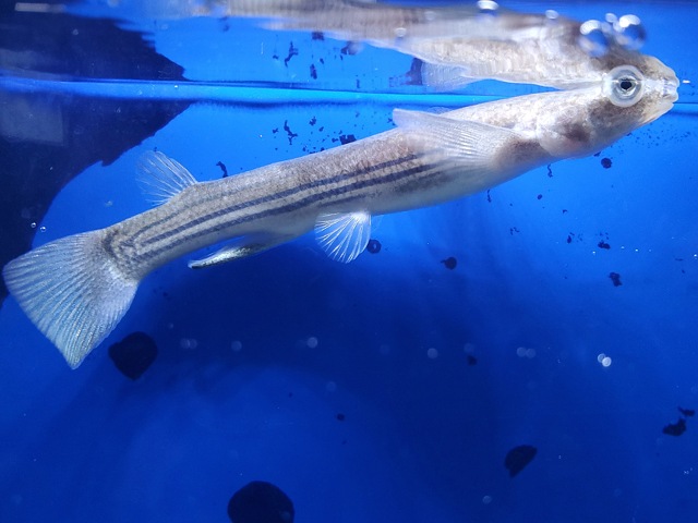 ヨツメウオ