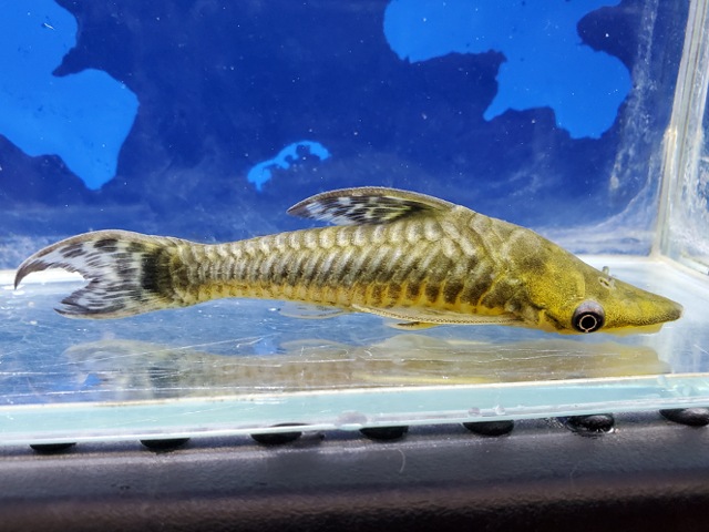 ジャイアントオトシン