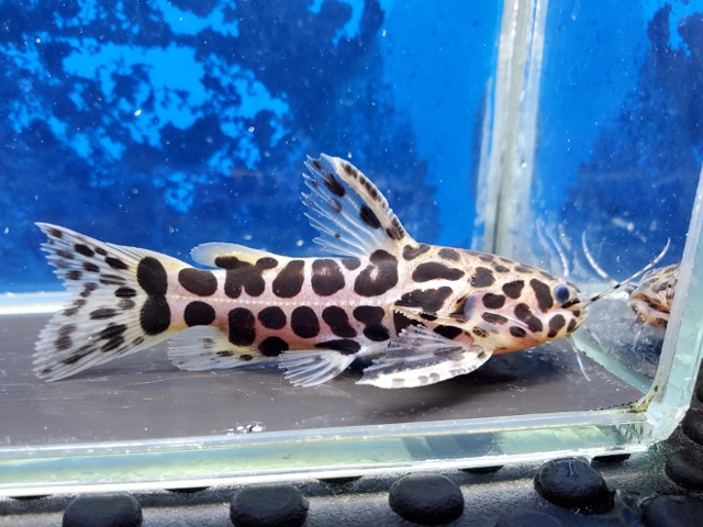 スカイブルージャガーキャット