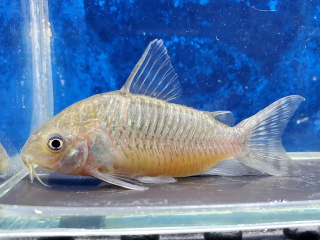 コリドラス　ゲリィ　ペルー　2　大特価！！