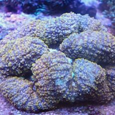 ハナガタサンゴ　イエロー　２０２６年１０月８日撮影