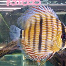 ＷＩＬＤトロンベタス　ヘッケルクロスディスカス　スペシャルプライス！！！