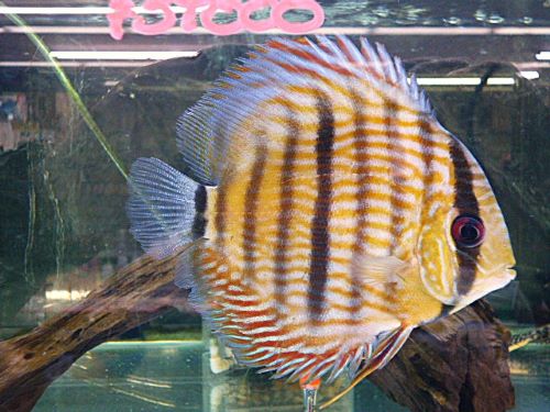 ＷＩＬＤトロンベタス　ヘッケルクロスディスカス　スペシャルプライス！！！