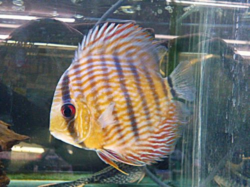 ヘッケルクロス・ディスカス