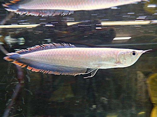 ブラックアロワナ約１８ｃｍ　　２０２６年１０月１０日入荷