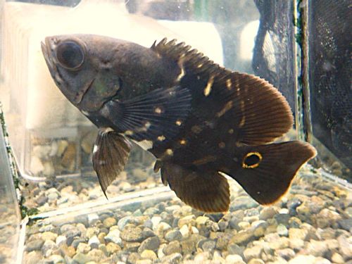 ＷＩＬＤアラグアイア　オスカー＃２　スペシャルプライス！　Ｒ８年１０月６日入荷