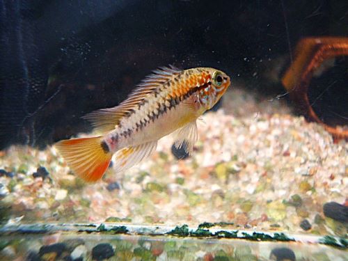 ヴィエジタ