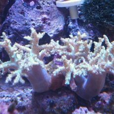 ヤワタコアシカタトサカ　ライトグリーン２連　２０２６年１０月２３日撮影