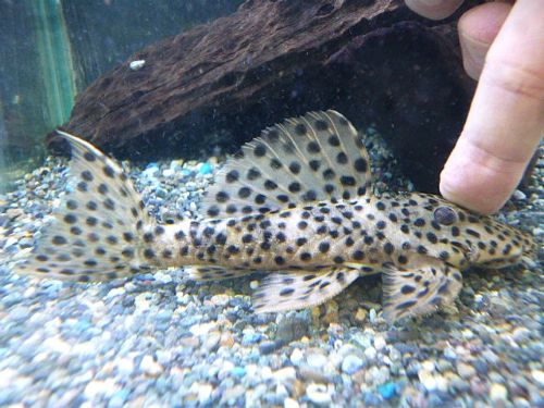 ホワイトトリムプレコ