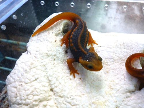 アメイロイボイモリ