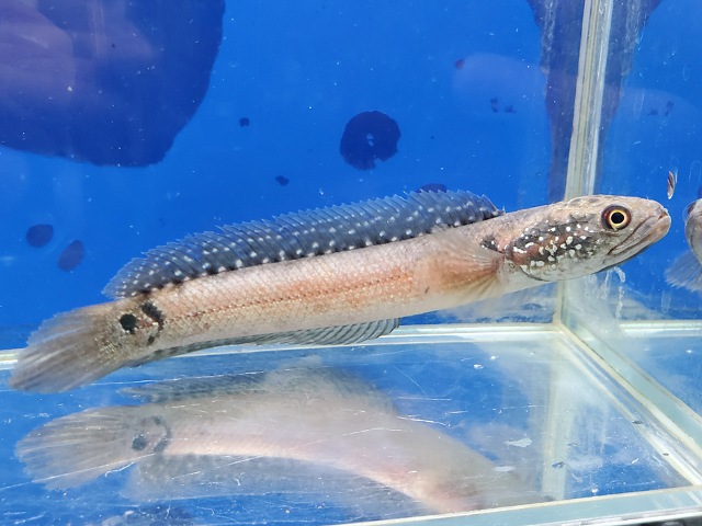 コウタイ　エクストリームレッド