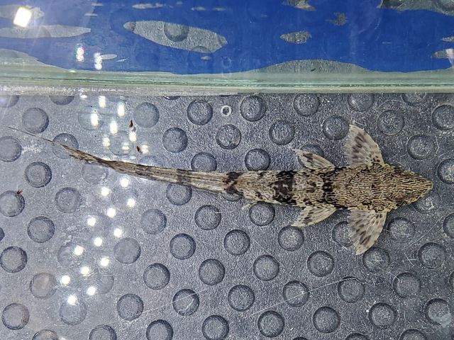 ウッディロリカリア