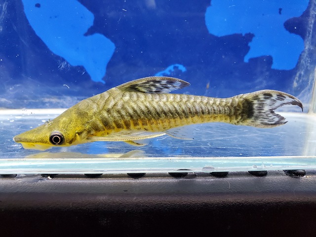 ジャイアントオトシン