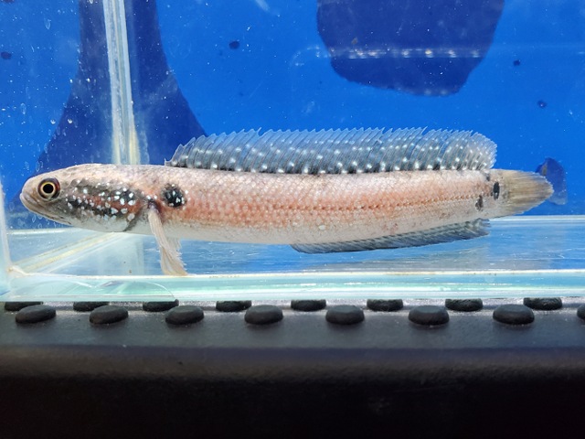 コウタイ　エクストリームレッド