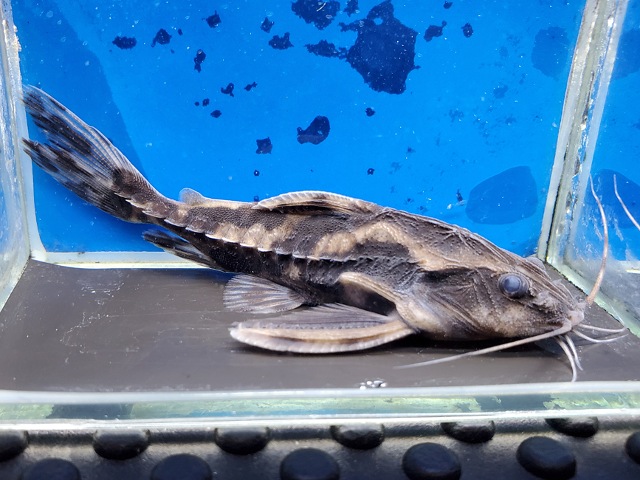 メガロドラス