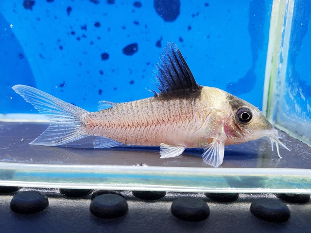 コリドラス　クリプティクス